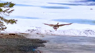 Goose Gets Angry and Leaves