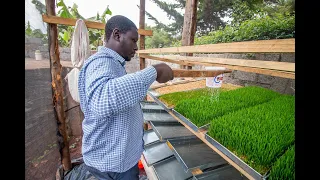 How To Grow Hydroponic Fodder