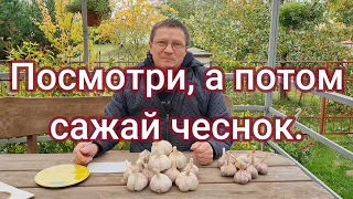 Посмотри перед посадкой чеснока