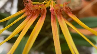 Бульбофиллумы в моей коллекции Bulbophyllum hirundinis, bulbophyllum physometrum