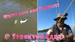 Big White Bass from Stockton Lake in Mo! (Quick Single fish Vid)