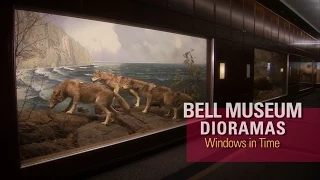 Bell Museum Dioramas: Windows in Time