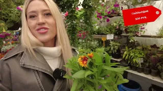 Время украшать балкон цветами: сколько просят за петунии в Новосибирске