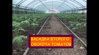 ВЫСАДКА ТОМАТОВ ДЛЯ ВТОРОГО ОБОРОТА !!!