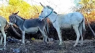 White male donkey and black female @MP2animals