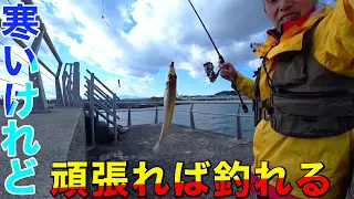 頑張れば釣れる真冬の堤防チョイ投げシロギス釣り