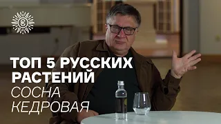 Топ пять русских растений. Кедровая сосна