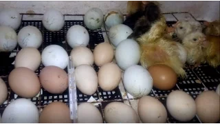 Совместная инкубация куриных, утиных, гусиных яиц. Одновременная инкубация.