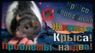 Жирная крыса, и проблемы с течкой. Плюс две головных боли. (Fancy Rats | Декоративные Крысы)