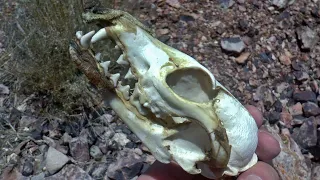 Skulls, Stulls, Slabs, and Shafts: An Abandoned Mine Adventure