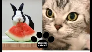 Original Animals #12. CUTE AND FUNNY ANIMALS VIDEO/ МИЛЫЕ И СМЕШНЫЕ ЖИВОТНЫЕ.