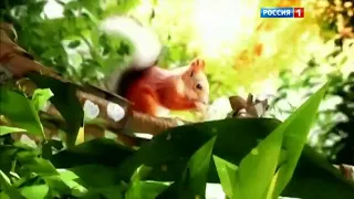 Заставка Диалоги о животных (Россия HD, 2012-2017/Россия 1, 21.01.2017) (16:9) Другая версия