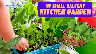 "Gardening For Beginners: How I Transformed My Balcony Into a Kitchen Garden!" | Veggies & Greens