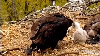 Decorah North Bald Eagles - Sad Story of Hawk Chick on Eagles' Nest. 14 May 2021