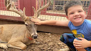 Caleb LEARNS to FEED FARM ANIMALS at the PETTING ZOO! Funny Animal SOUNDS for KIDS!
