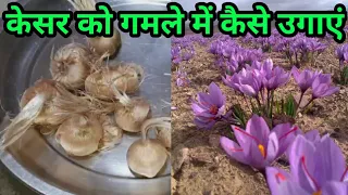 घर पर गमले में केसर कैसे उगाएँ//How to grow Saffron/kesar in pot at Home