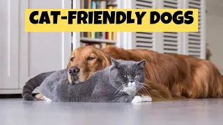 Top 10 Dog Breeds That Get Along With Cats
