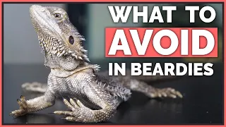 How NOT to Care for Bearded Dragons - Mistakes to Avoid!