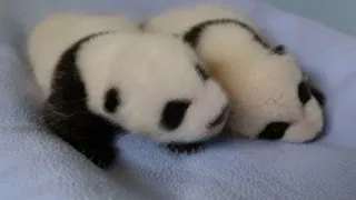 Twin baby pandas now fuzzy and cute