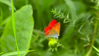 Астропрогноз на июнь. Волна и камень, стихи и проза, лёд и пламень...