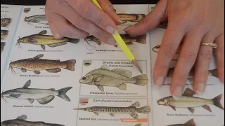 Asmr - Fishing Handbook and Identification Guide - Softly Spoken