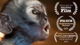 Baby Monkeys Fighting For Survival - Vervet Forest Documentary