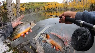 Fall Fishing for Brook Trout at High Alpine Lake (Catch & Cook)