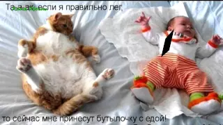 Приколы с животными   Fun with animals №283