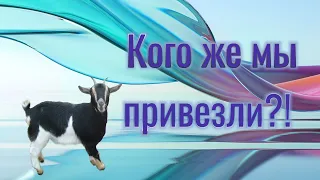 Наши новые козы! И неожиданный сюрприз!