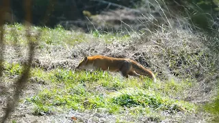 キツネ　入間川河川敷（川越市？川島町？