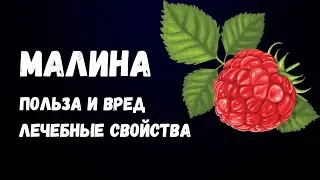 Малина Польза и Вред Лечебные Свойства