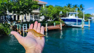 Florida Inshore Fishing With Live Shrimp