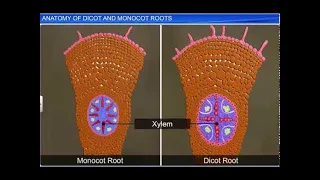 CBSE Class 11 Biology || Anatomy of Dicot and Monocot Roots || By Shiksha House