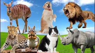 Bustling Animal World Sounds: Dog, Rhinoceros, Lion , Squirrel, Leopard, Cat - Animal Paradise