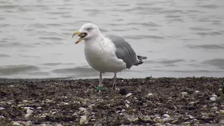 Серебристая чайка   Larus argentatus