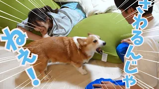 徹底的に阻止！嫁にさわると怒るコーギー犬