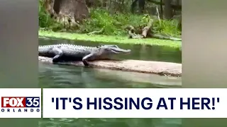 Alligator scares women tubing down Florida river: ‘It’s hissing at her'