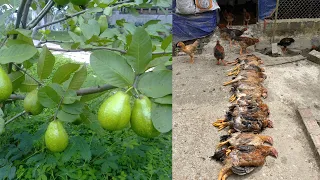 How to use guava leaves and forest plants to treat chicken diseases