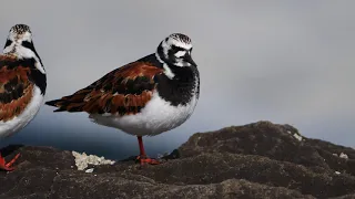 Birds of Washington State - Ruddy Turnstone (Arenaria interpres)