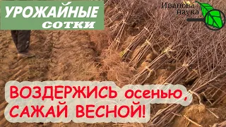 Какие растения нельзя сажать осенью? И что делать, если очень хочется?