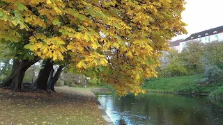 Эстония.Таллинн. Интересный заплыв на длинную дистанцию... #Autumn #estonia #tallinn (4К)