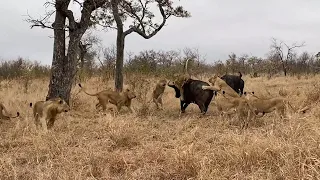 Buffalos stampede & throw lions into the air to save buffalo bull