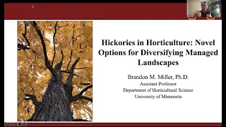 Hickories in Horticulture: Novel Options for Diversifying Managed Landscapes