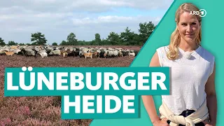 Lüneburger Heide – Urlaub und Entspannung zwischen Heideblüten | Wunderschön | ARD Reisen