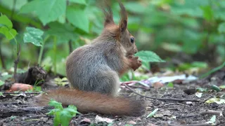 Бельчонок, орех и огурчик / Squirrel, nut and cucumber