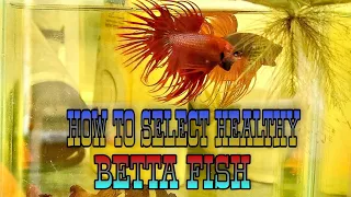 HOW TO SELECT HEALTHY BETTA FISH!