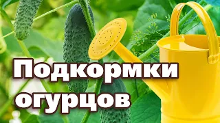 ПОДКОРМИТЕ ОГУРЦЫ ЭТИМ, И ОНИ ЗАВАЛЯТ УРОЖАЕМ С НОГ ДО ГОЛОВЫ