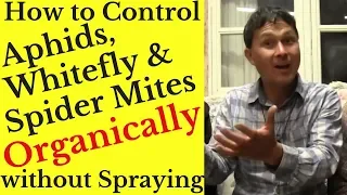 How to Control Aphids, Whitefly & Spider Mites Organically without Spraying