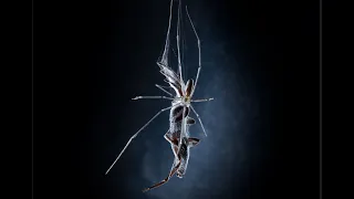 Spiders Fight to the Death! - White Tail vs Daddy-Long-Legs.