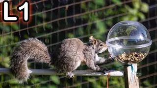 Squirrel Obstacle Course - Challenge 1